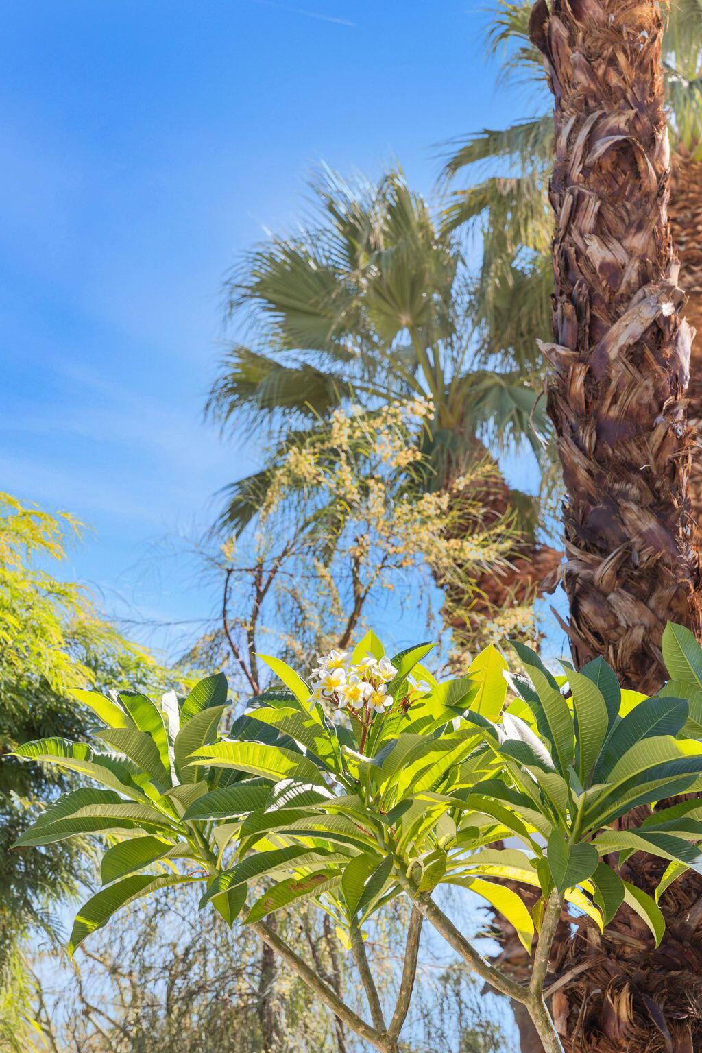 MLS #219137793DA image #8