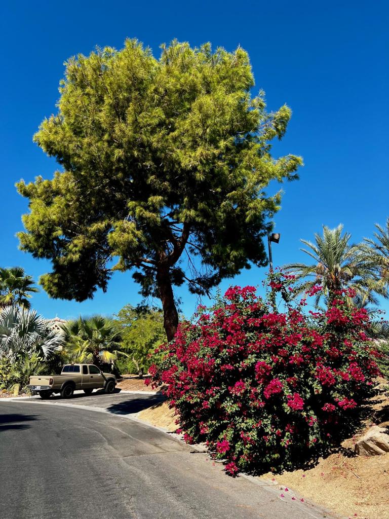 MLS #219137812DA image #39