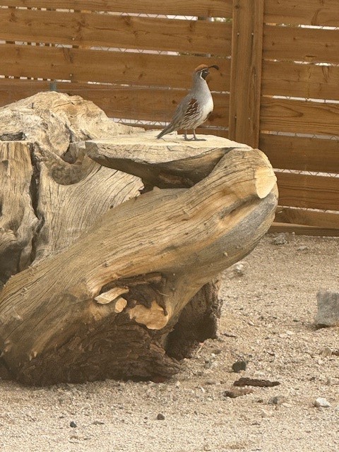 MLS #IG25239998 image #37