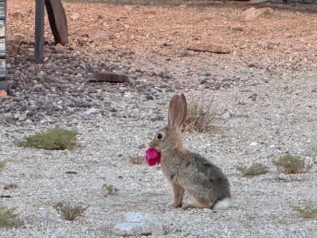 MLS #IG25239998 image #38