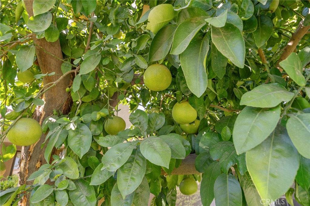 MLS #IG25241049 image #46