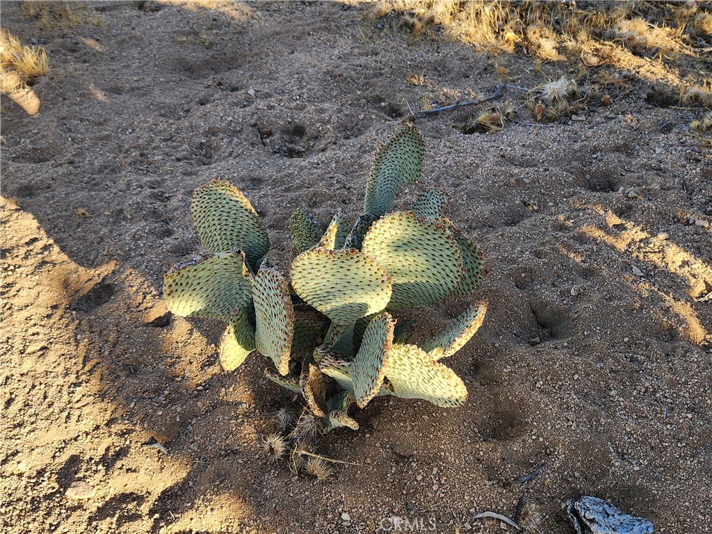 MLS #IG25247496 image #22