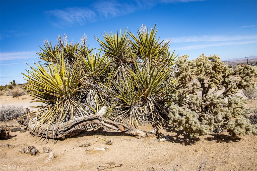 MLS #IV25023327 image #8