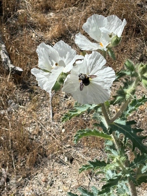 MLS #IV25085287 image #1