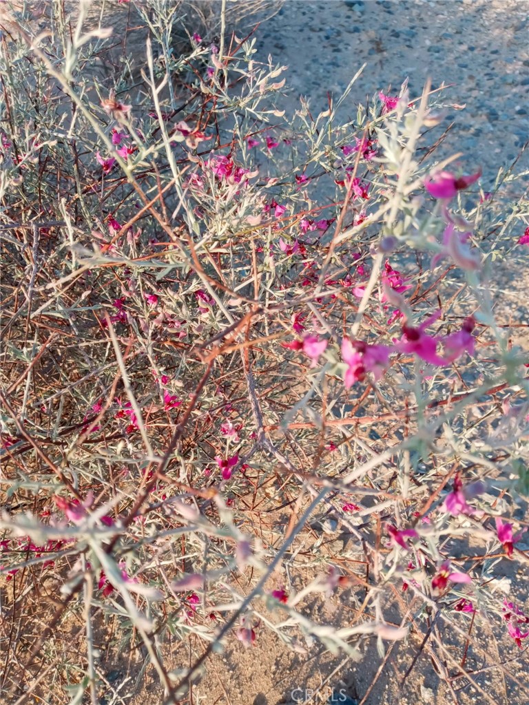 MLS #IV25154810 image #2