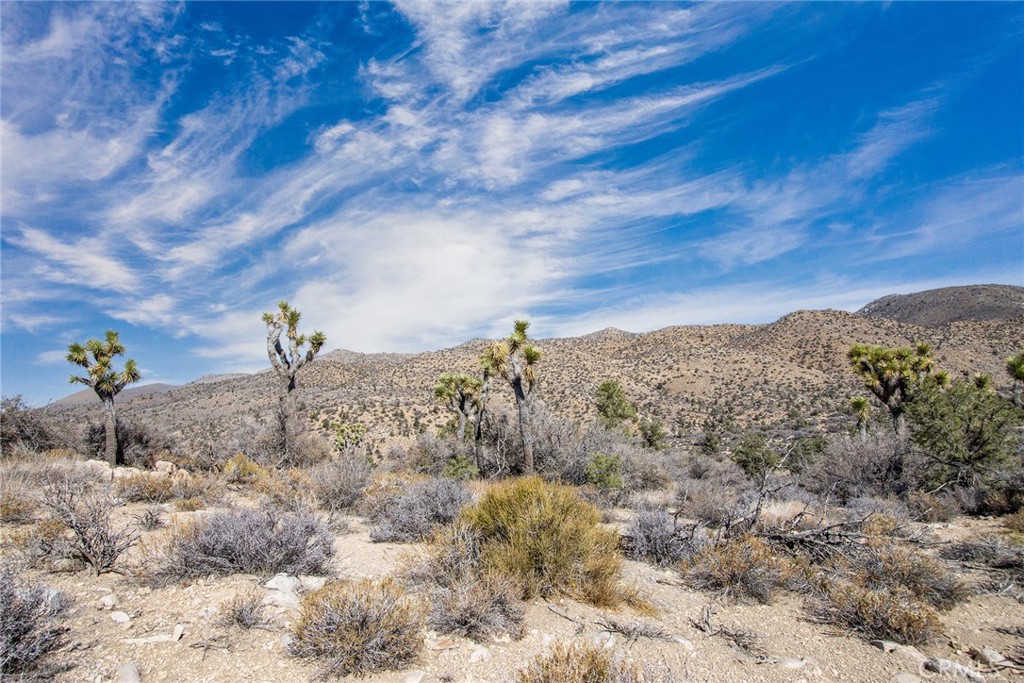 MLS #JT23024069 image #6