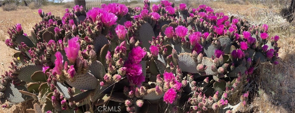 MLS #JT24007447 image #20