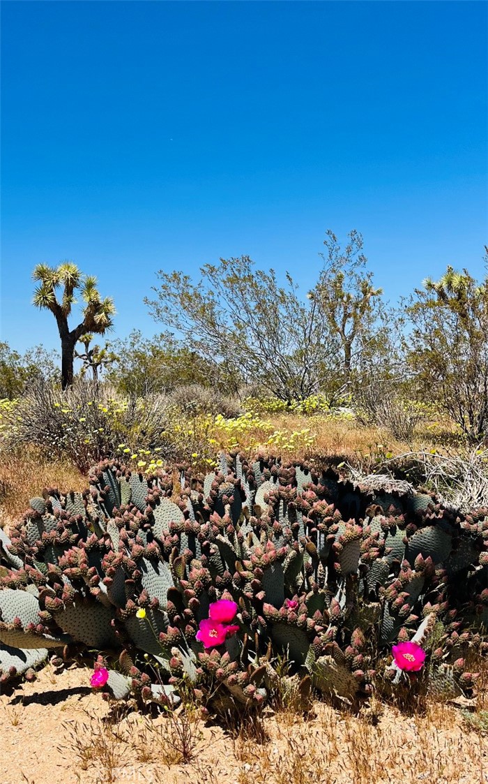 MLS #JT24007447 image #21