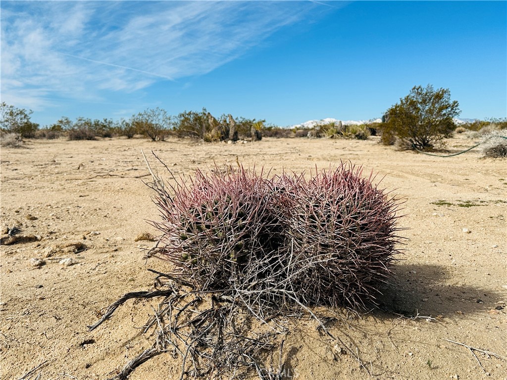 MLS #JT24182915 image #8