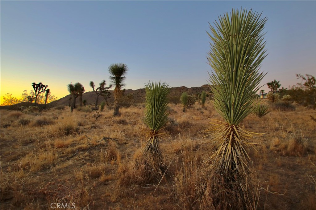 MLS #JT25001678 image #36