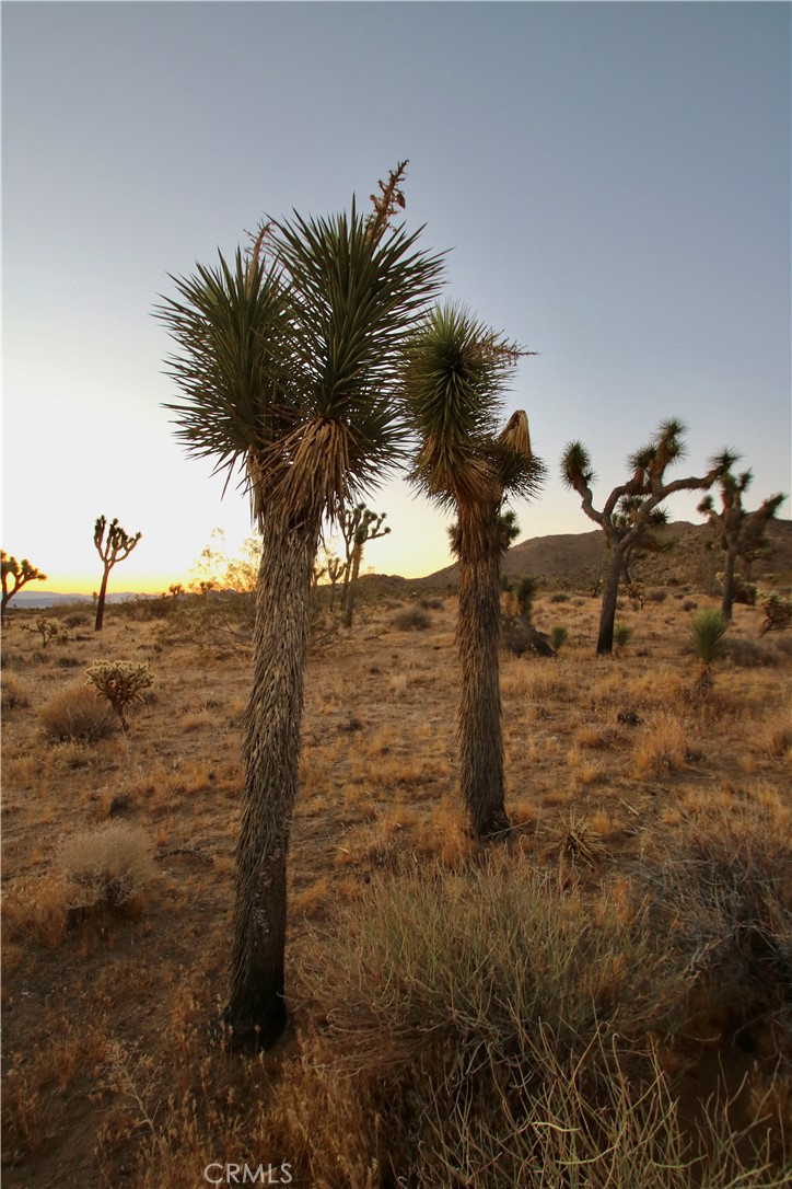 MLS #JT25001678 image #37