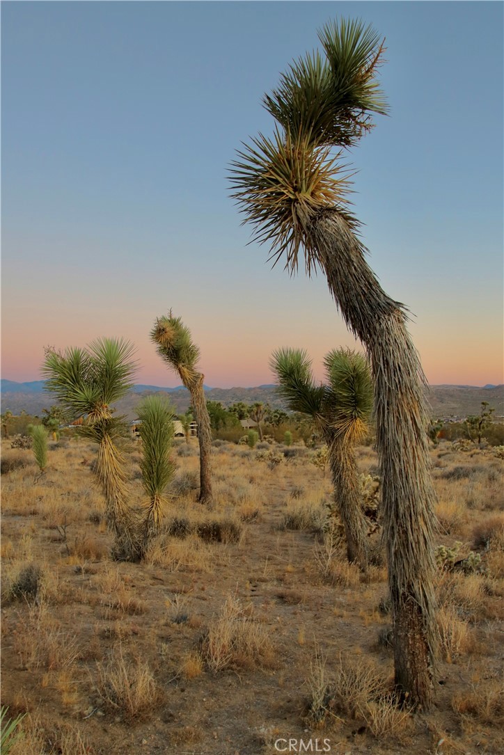 MLS #JT25001678 image #39