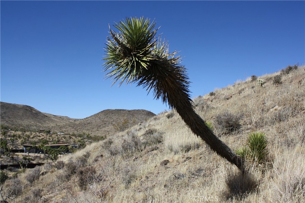 MLS #JT25038167 image #10