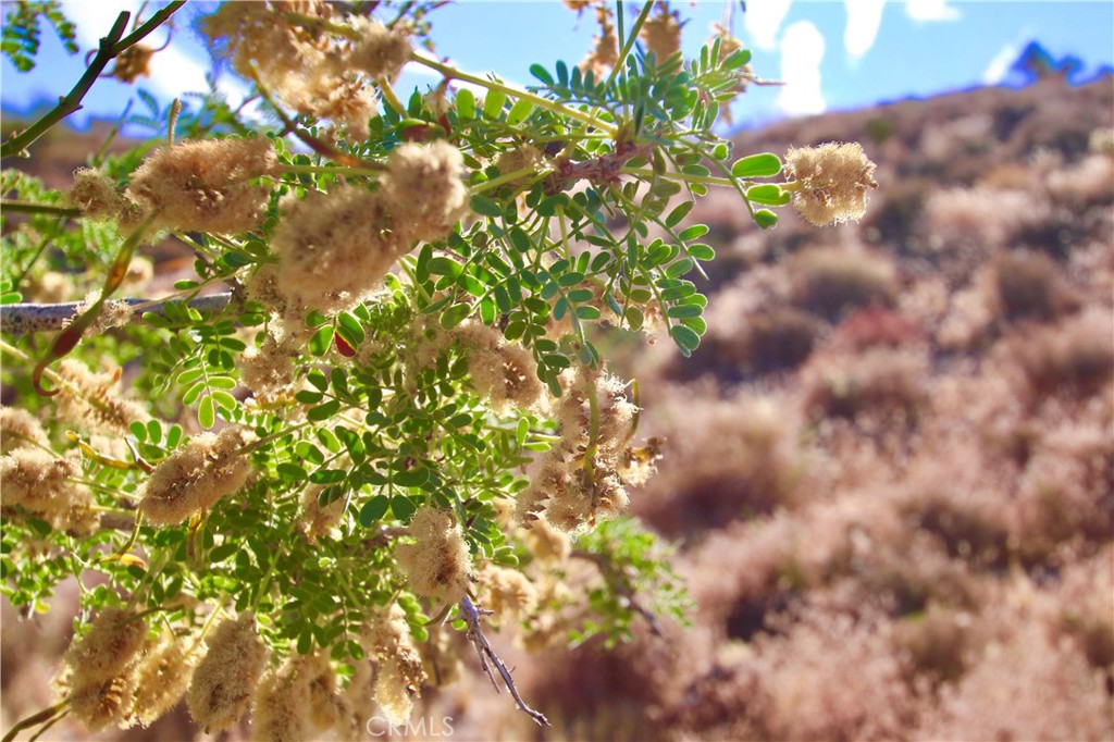 MLS #JT25038167 image #11