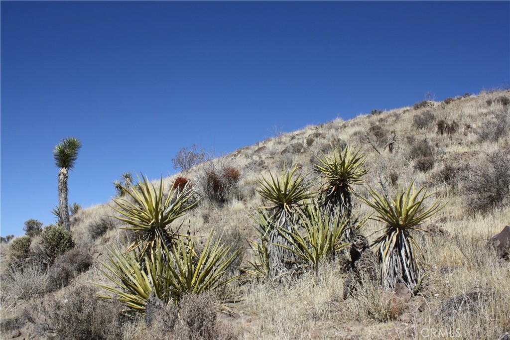 MLS #JT25038167 image #7