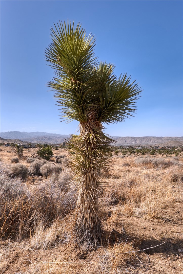 MLS #JT25046600 image #33