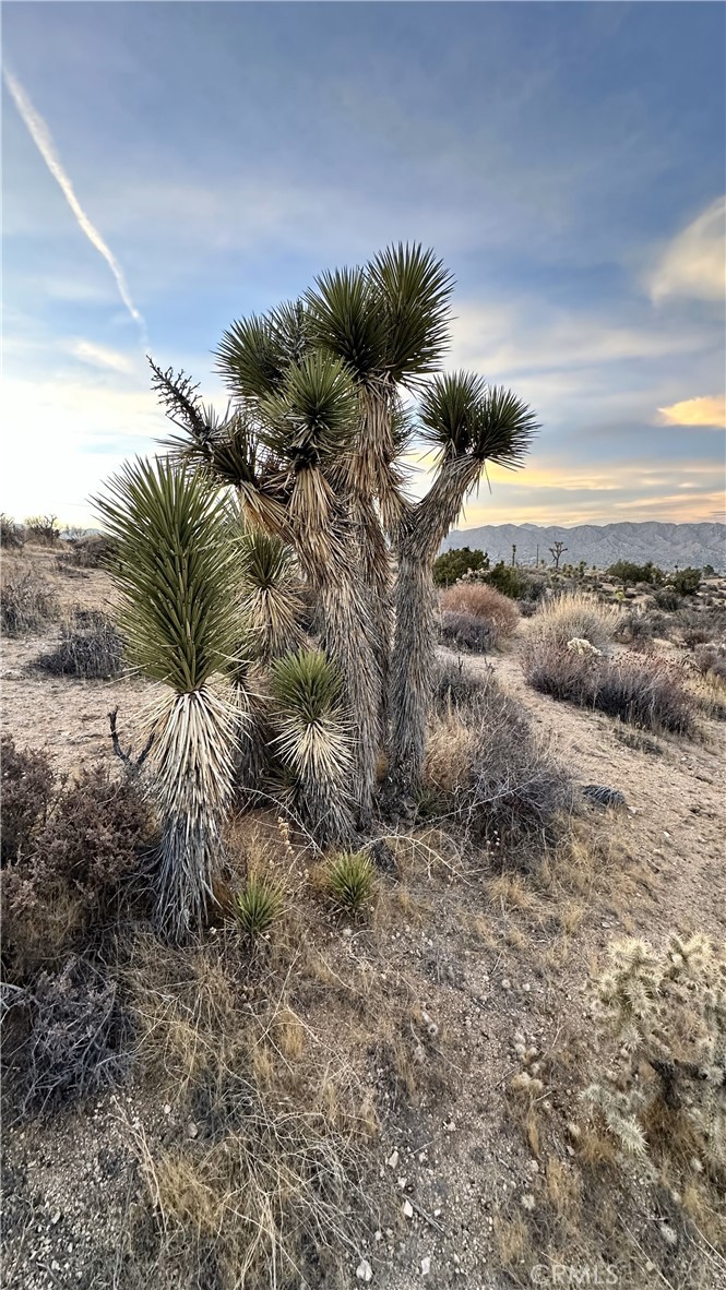 MLS #JT25049029 image #4