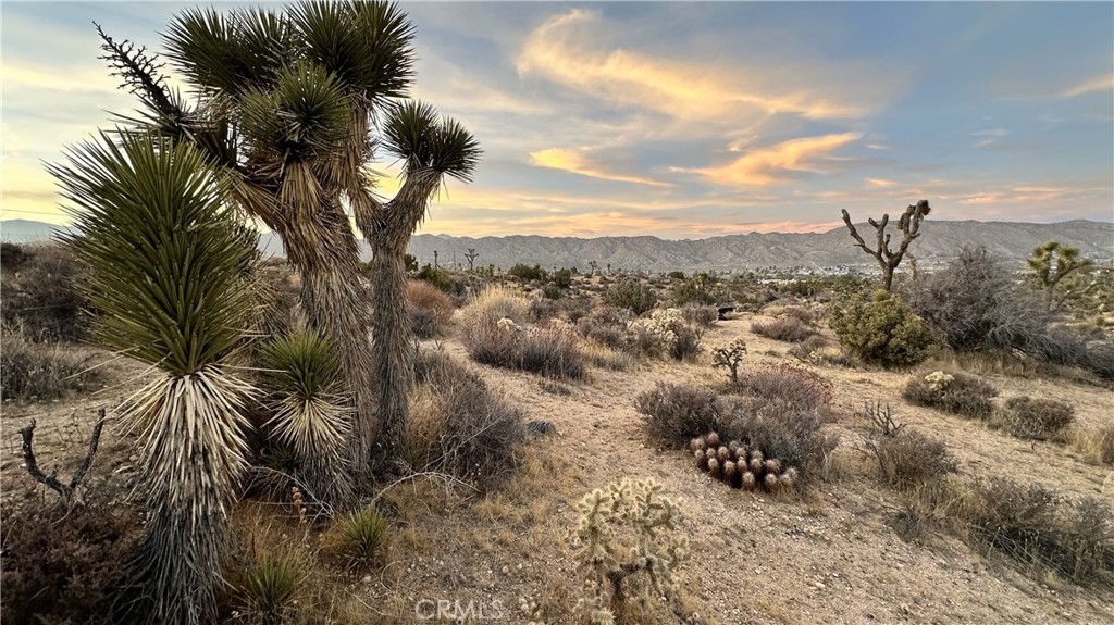 MLS #JT25049029 image #5