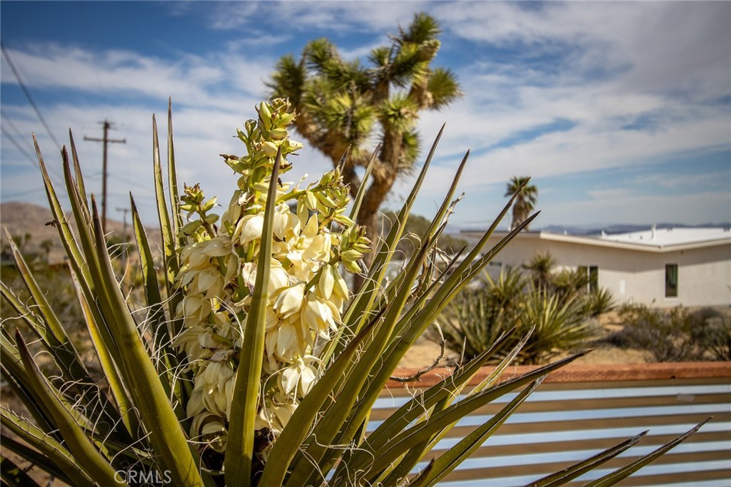 MLS #JT25051604 image #4