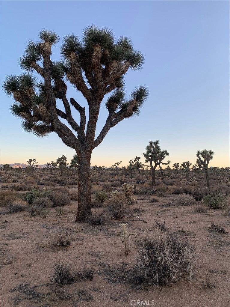 MLS #JT25060296 image #3