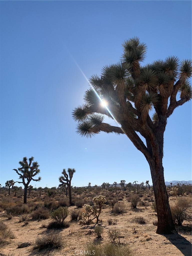 MLS #JT25060296 image #5