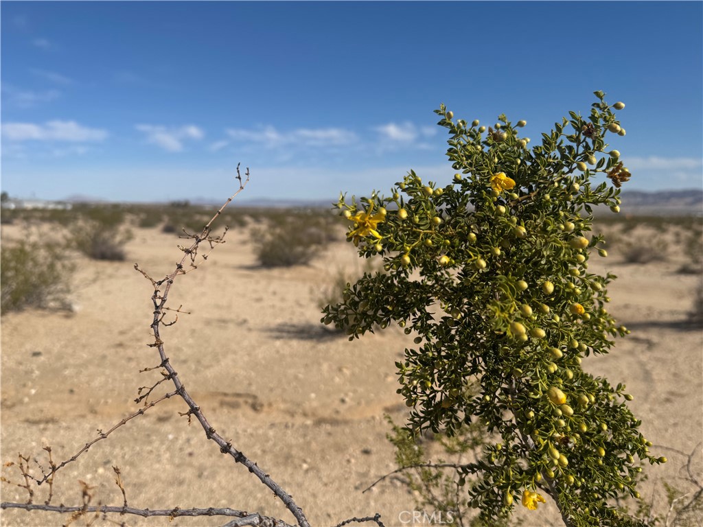 MLS #JT25062510 image #8