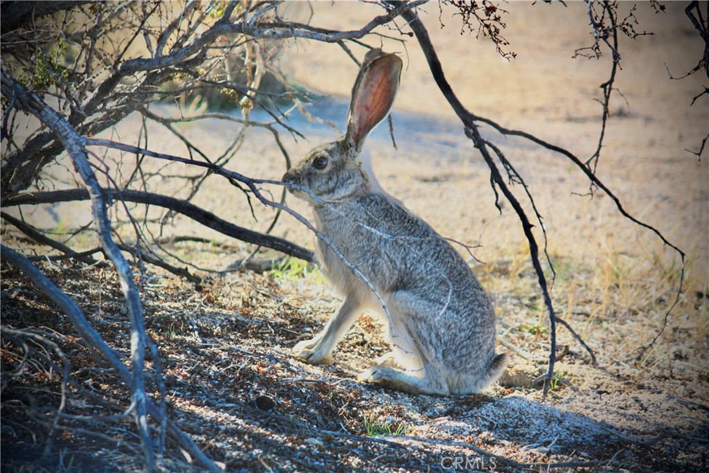 MLS #JT25067207 image #3