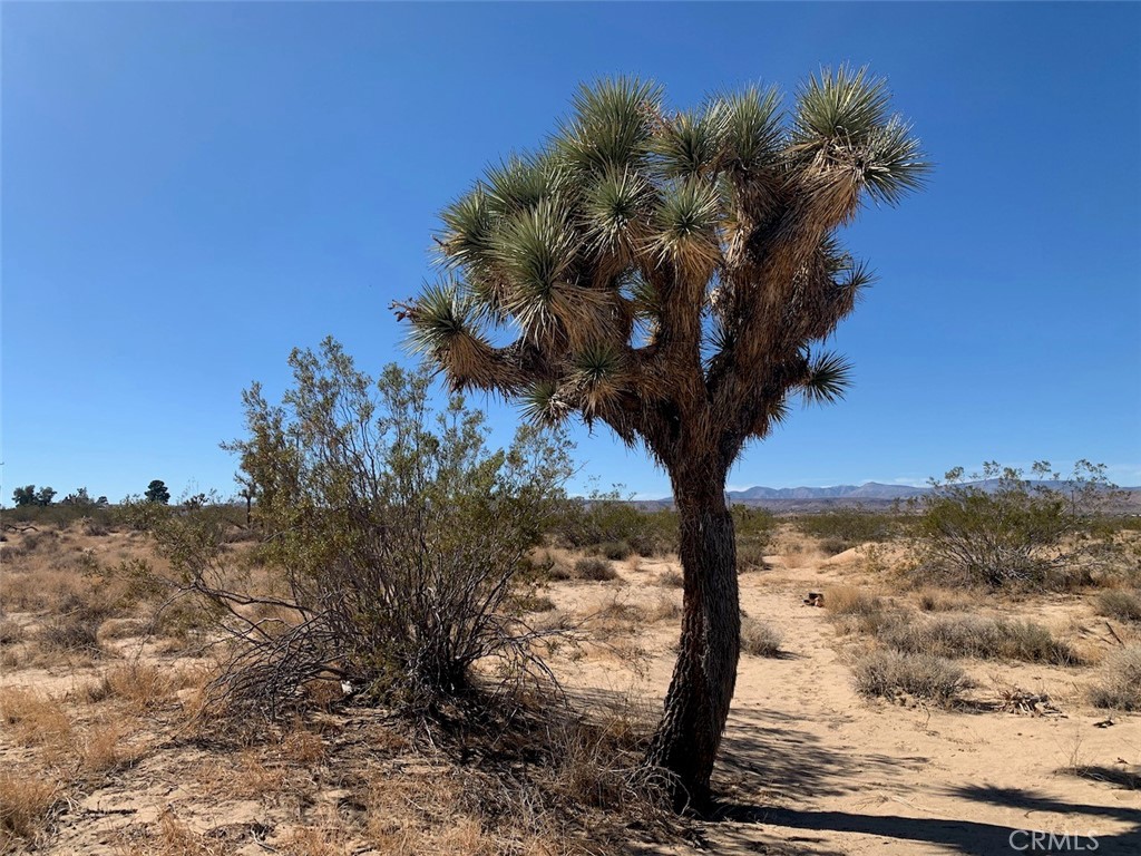 MLS #JT25072387 image #14