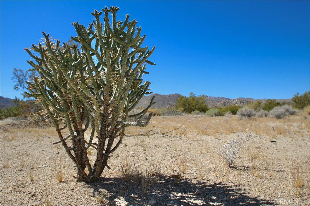 MLS #JT25089763 image #18