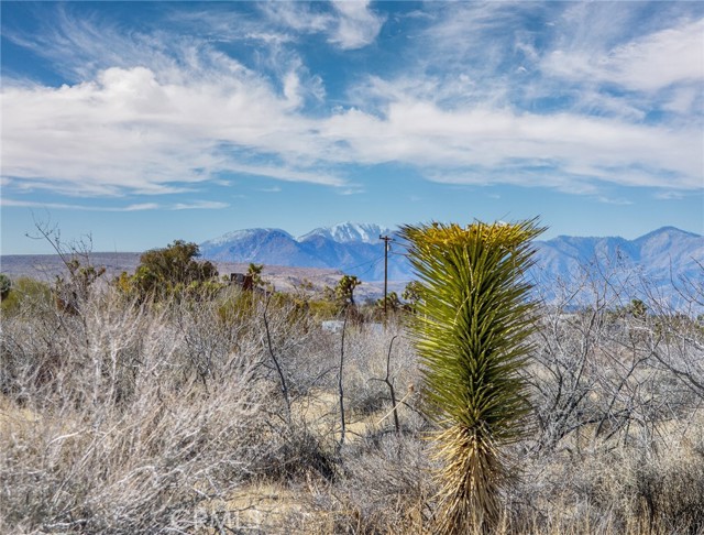 MLS #JT25097293 image #11