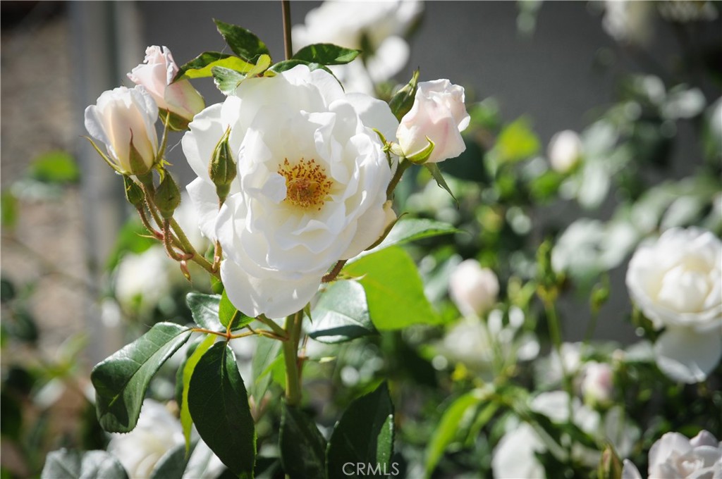 MLS #JT25098779 image #43