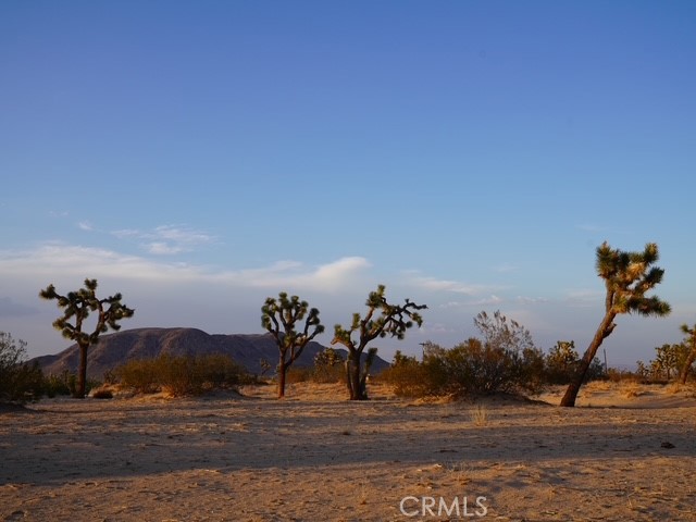 MLS #JT25140722 image #47