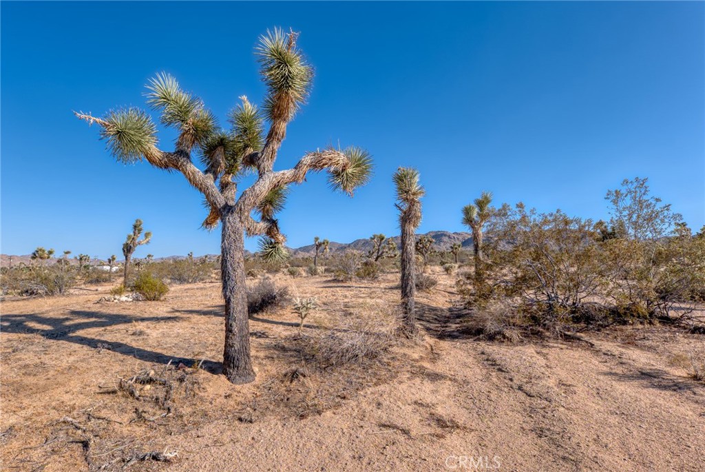 MLS #JT25151077 image #10