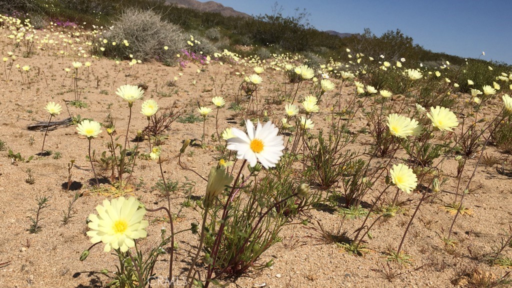 MLS #JT25163202 image #1