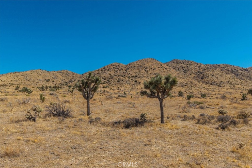 MLS #JT25169495 image #22