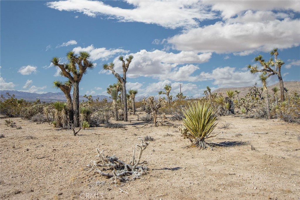 MLS #JT25180860 image #13