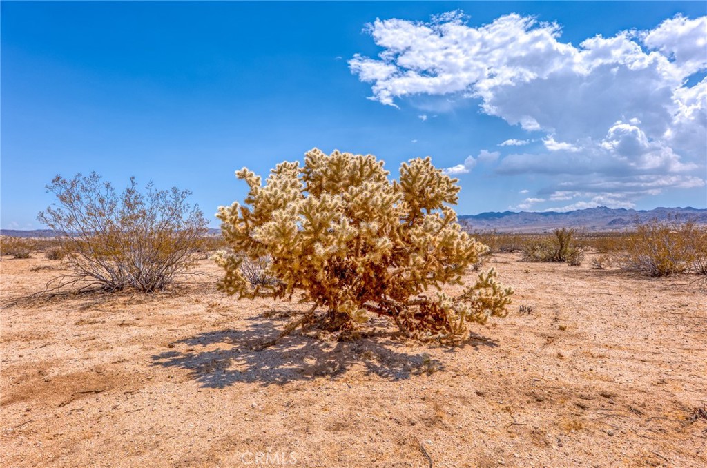 MLS #JT25200422 image #9