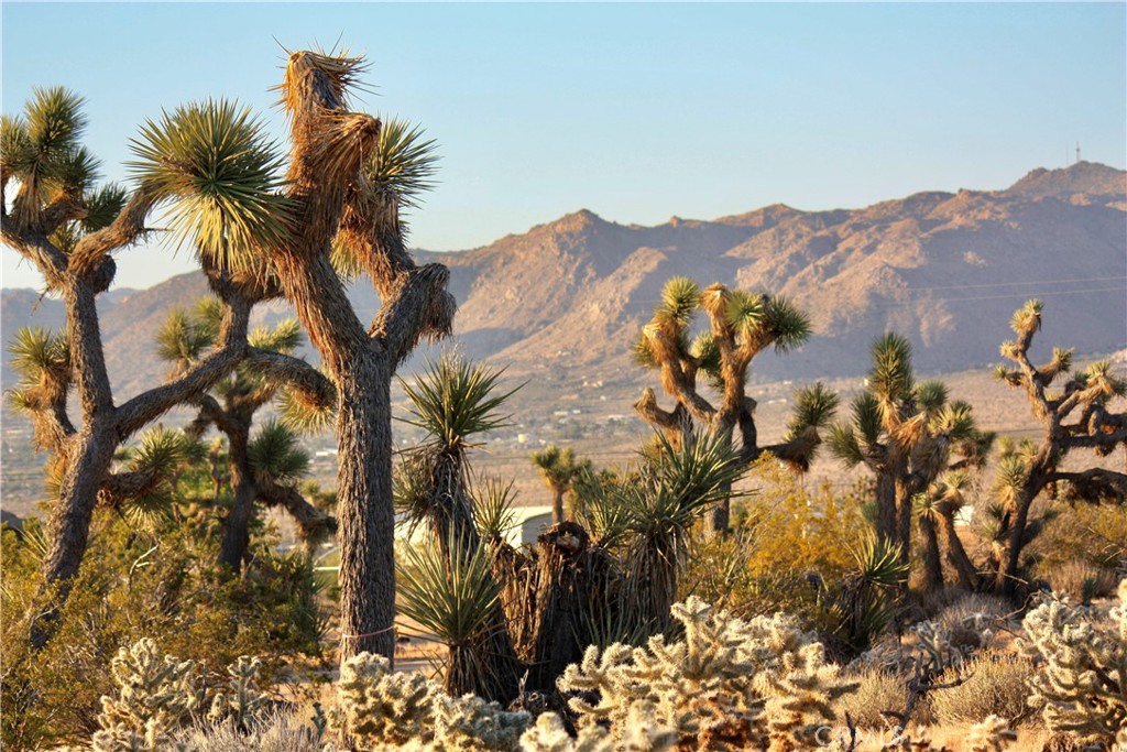 MLS #JT25207591 image #10