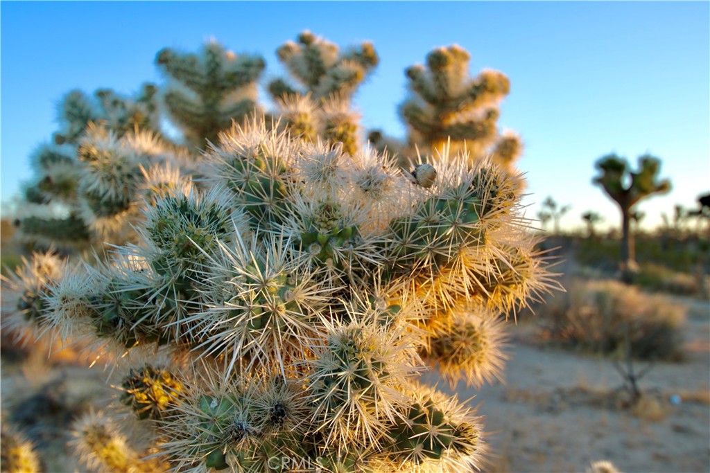 MLS #JT25207591 image #11