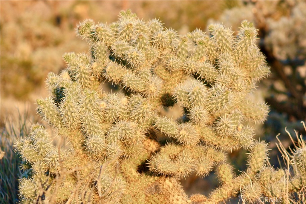 MLS #JT25207591 image #13