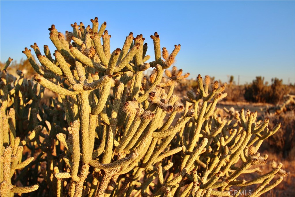 MLS #JT25207591 image #14