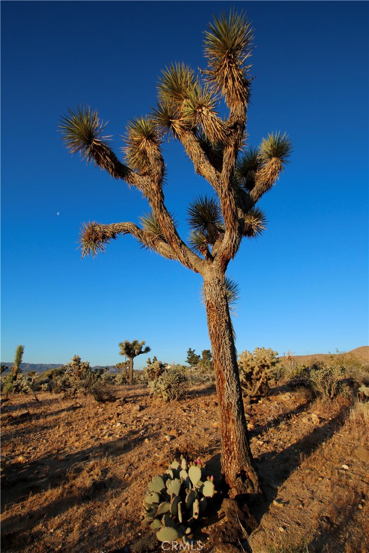 MLS #JT25207591 image #15