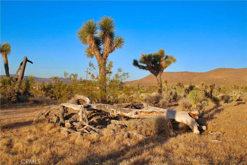 MLS #JT25207591 image #17