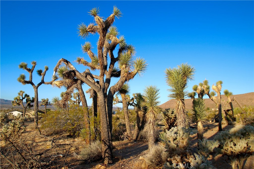 MLS #JT25207591 image #18