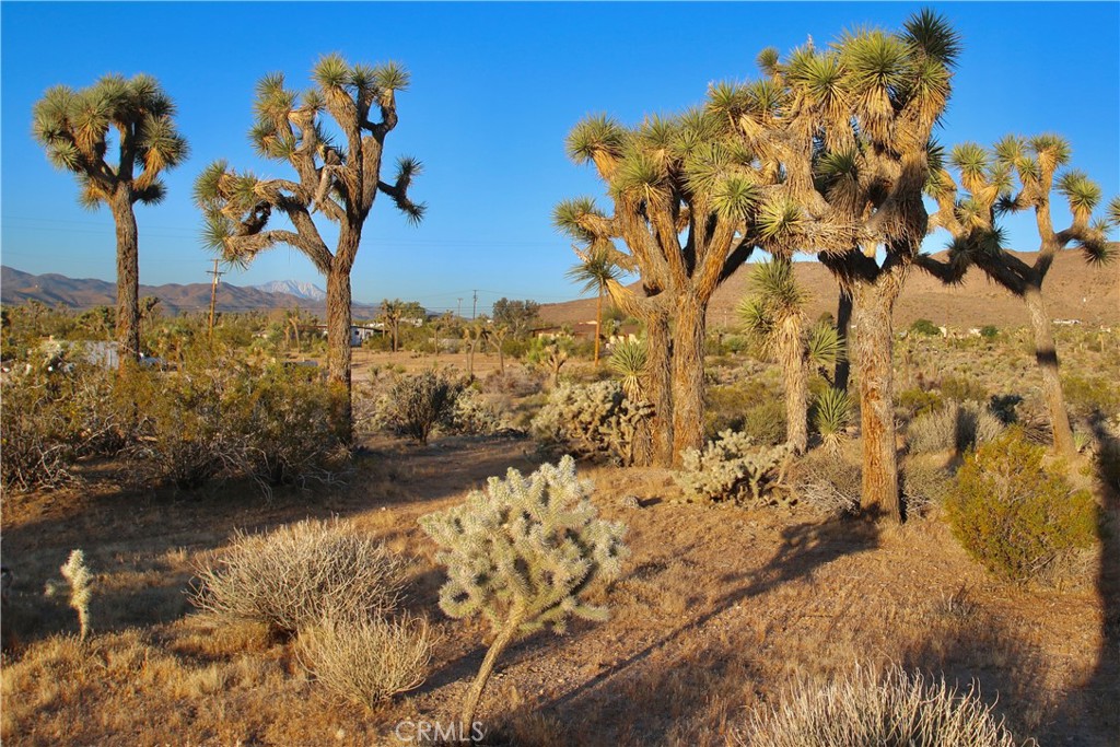 MLS #JT25207591 image #19