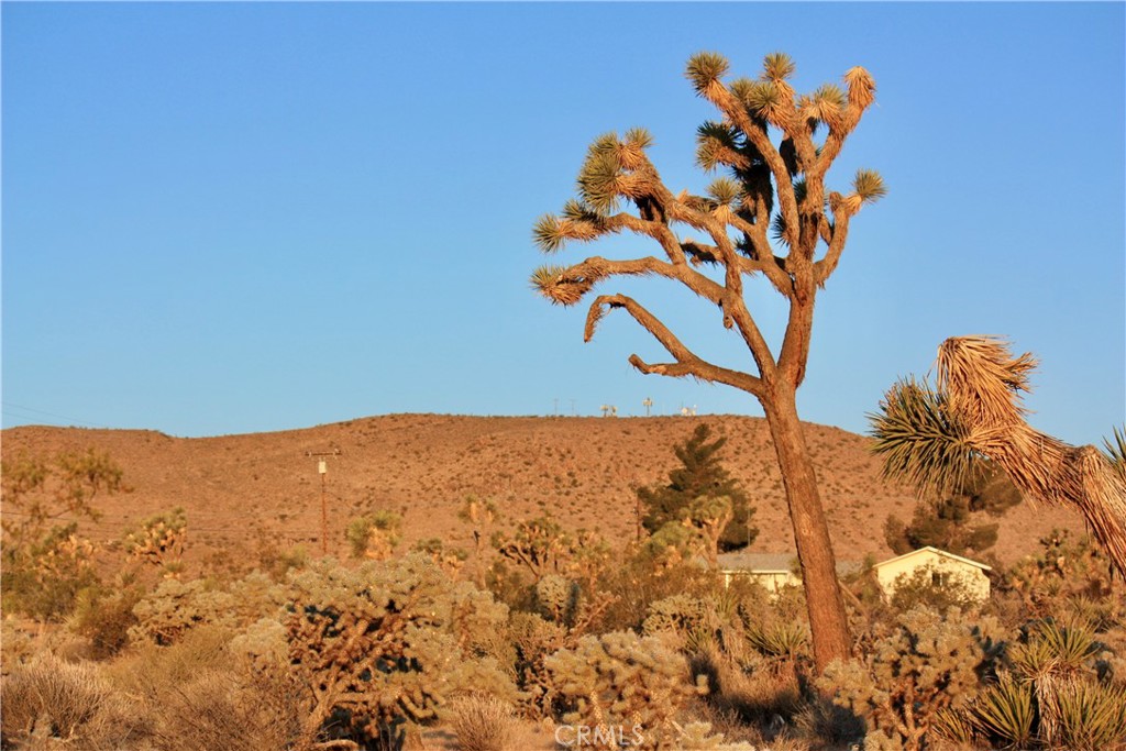 MLS #JT25207591 image #5