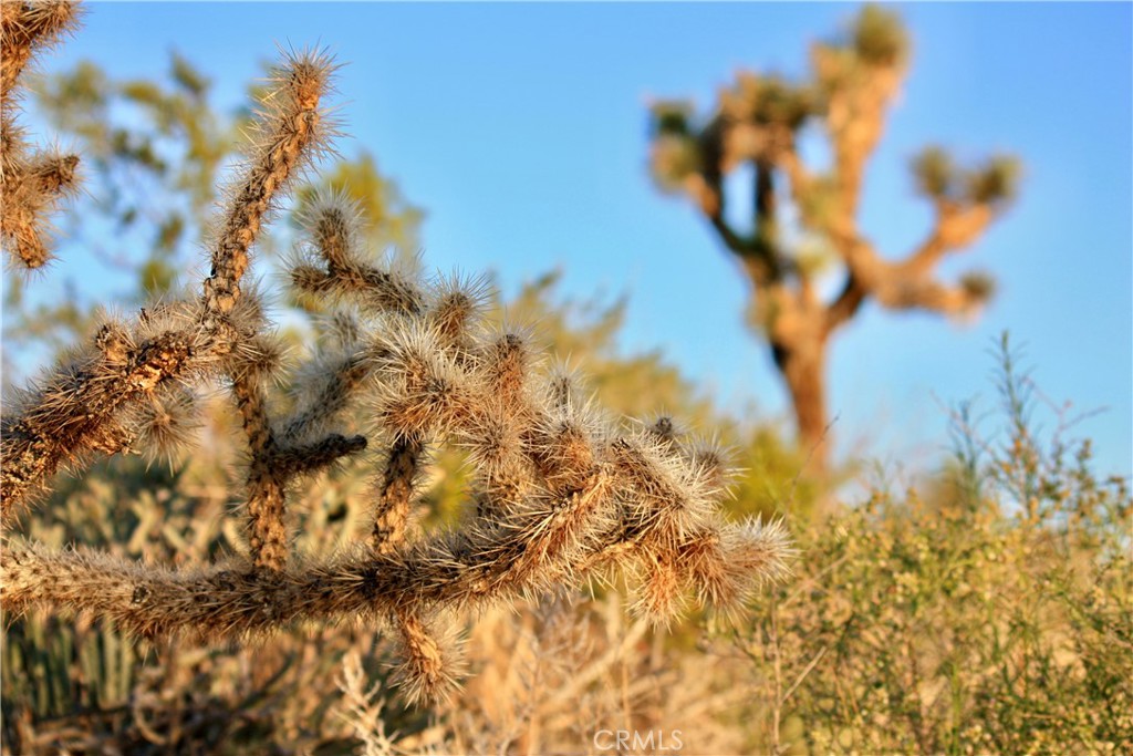 MLS #JT25207591 image #6