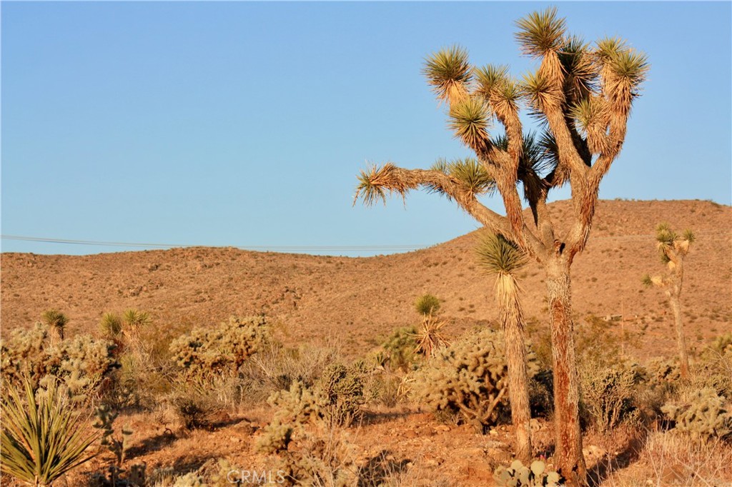 MLS #JT25207591 image #7