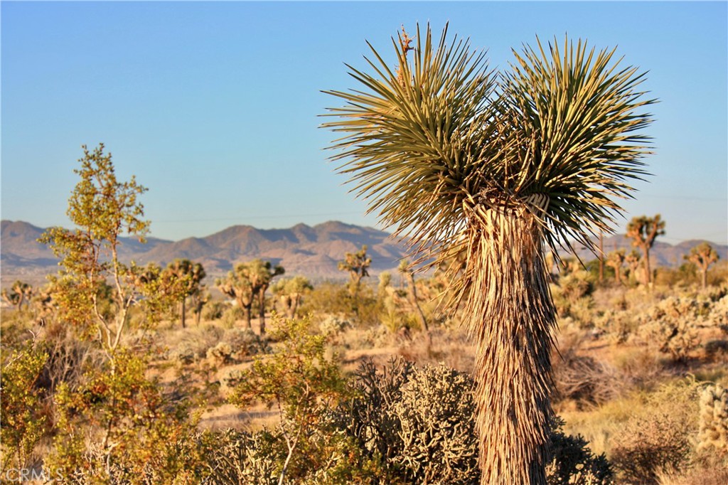 MLS #JT25207591 image #8