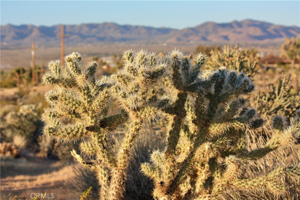 MLS #JT25207591 image #9